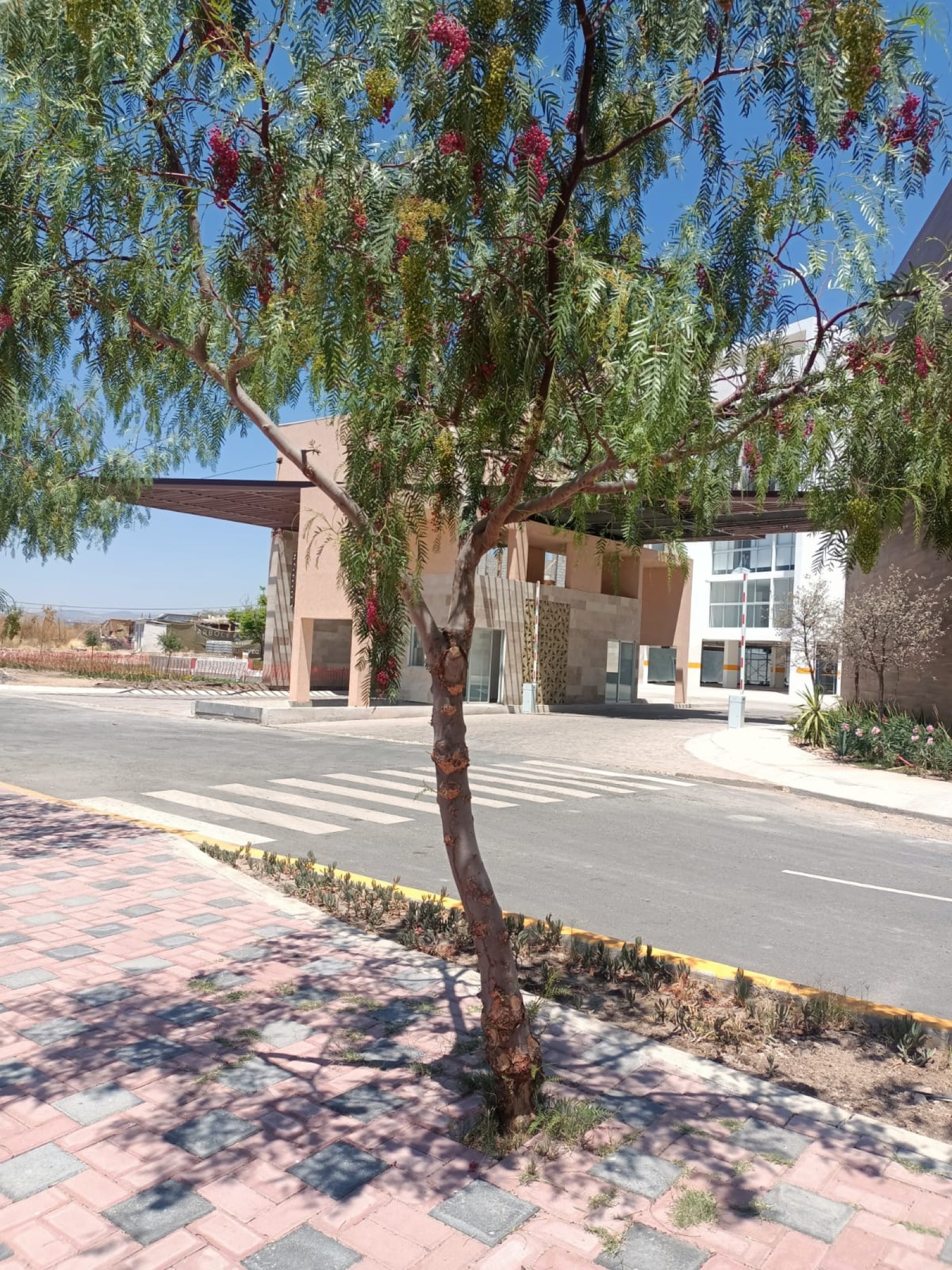 Arbolé Garden